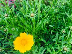 -昆山城市生态森林公园