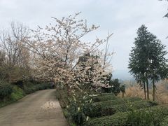 -樱桃山旅游景区