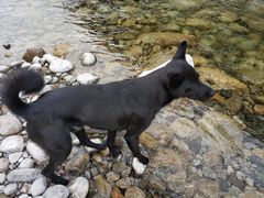 -黑河国家森林公园