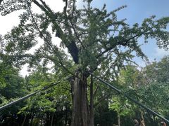 -上海佘山国家森林公园天马山园