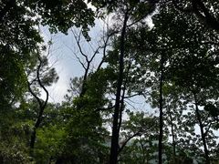 -火炉山森林公园