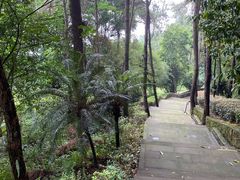 -铁山坪森林公园