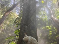 -西双版纳原始森林公园