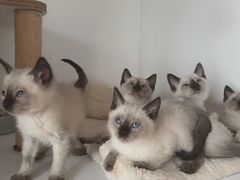 -Bastet sally猫舍购宠(静安店)
