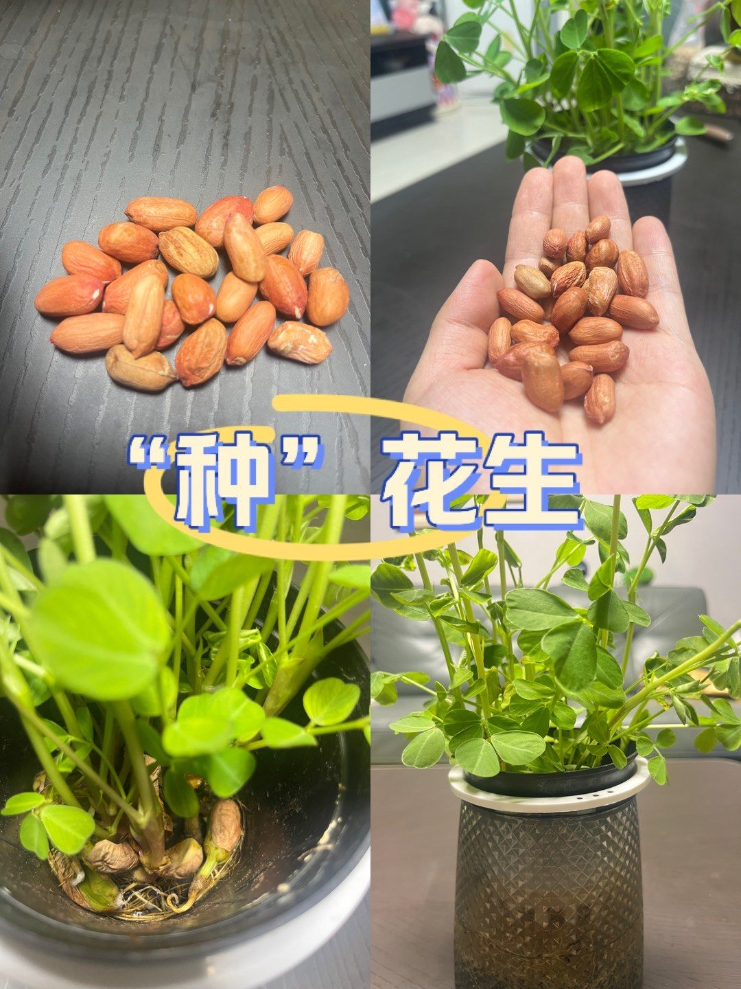 "种"花生