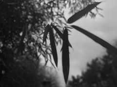 景点-竹子庵公园