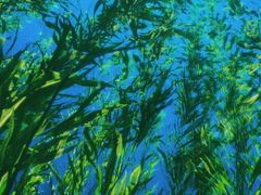 -海合安青岛极地海洋公园