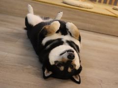 -柴迷FANS CLUB·柴犬狗咖·猫咖