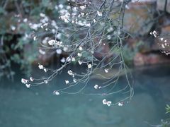 -香雪海