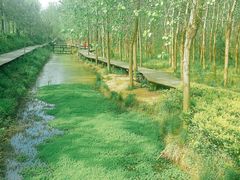 -合肥滨湖国家森林公园