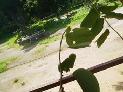-深圳野生动物园