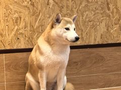 -和它·交个朋友·狗咖猫咖(爱琴海店)