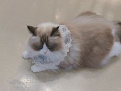 -藏猫猫咖啡主题馆(中央大道店)