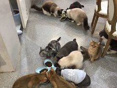 -共舞时光猫咖·狗咖(新街口店)