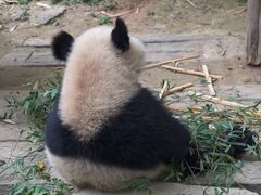 -广州长隆野生动物世界