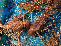 -驻海渔市(置信店)