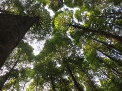 -武陵山森林公园