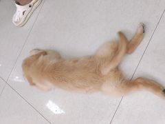 -瑞鹏宠物医院·微创内窥镜·骨外科·牙科(翠竹分院)