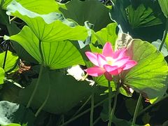 -万柳阁小馆·花园餐厅(龙潭湖店)