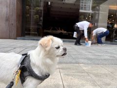 -瑞鹏宠物医院·骨科·猫科·内科(第一中心)