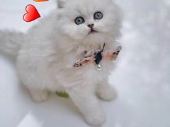 -欣宠猫屋·矮脚拿破仑·蓝金金渐层