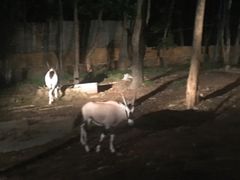 -清迈夜间动物园