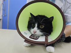 -瑞派动物医院·猫专科·至诚(江南中分院)