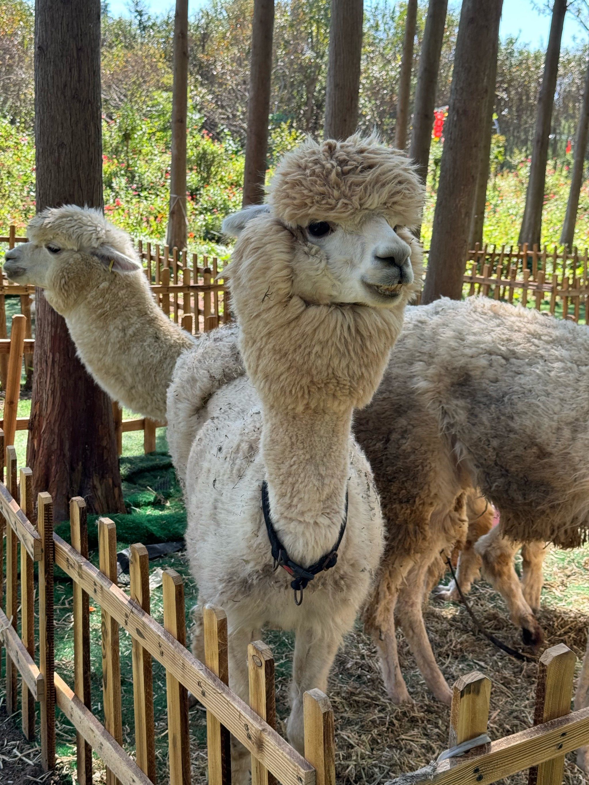 在扬州!10元钱的动物园