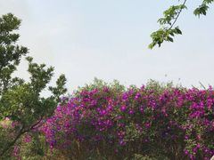 -天适樱花悠乐园