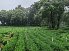 -野蔓果·山野菜(西湖景区·龙井茶田店)