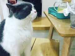 -李小姐の猫咖啡馆(五角场店)