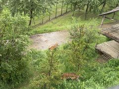 -青藏高原野生动物园