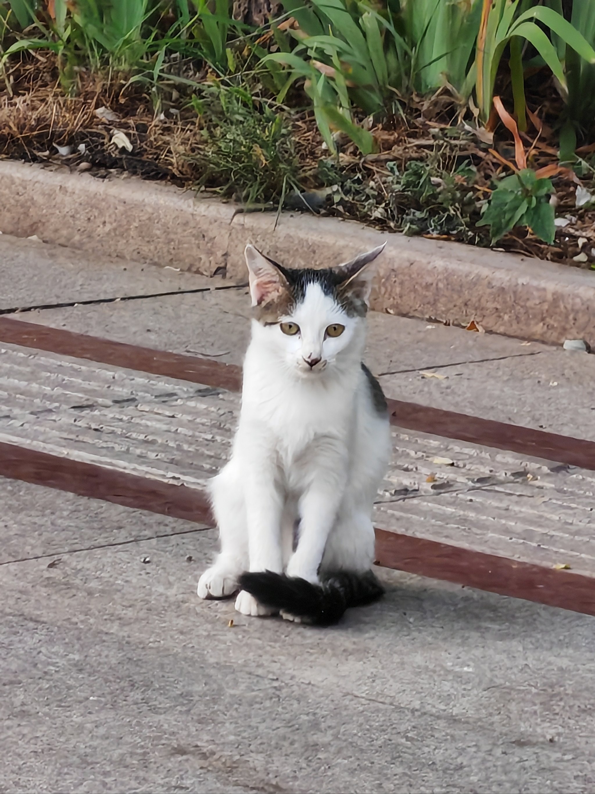 猫咪 霸气走路图片