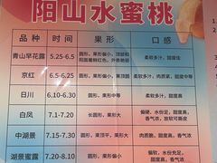 -老袁家蜜桃农场·阳山水蜜桃