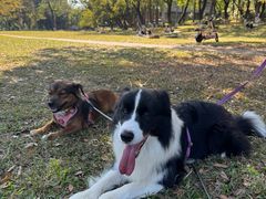 -华农酸奶(五山直营店)