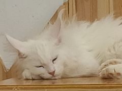 -小小班私人影院·猫咖(万达茂广场店)