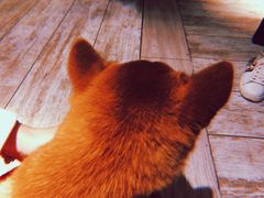 -百好乐宠物友好餐厅(朝外大街店)