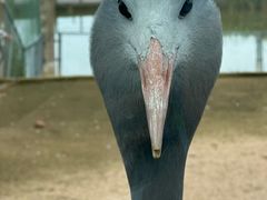 -盐城丹顶鹤湿地生态旅游区