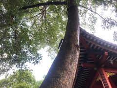 -顺峰山公园