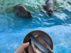-北戴河圣蓝海洋公园