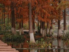 -重庆彩云湖湿地公园