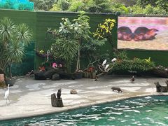 -广州长隆飞鸟乐园