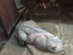 -猫咪博物馆(顶澳仔猫街店)