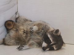 -浣熊柯尔鸭土拨鼠·电玩咖