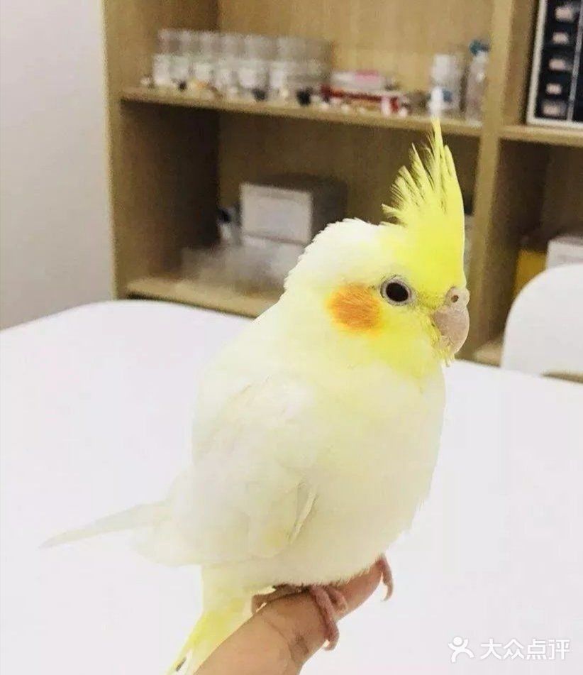 🐰和小动物亲密接触🐱