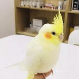 🐰和小动物亲密接触🐱
