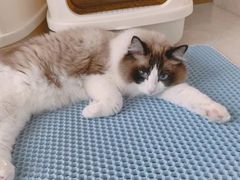 -Catmate·猫肥家润(金润铂宫店)