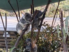 -可伦宾野生动物保护区