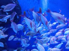 -成都浩海立方海洋公园