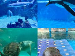 -海合安成都极地海洋公园
